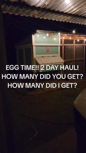 2 day haul! How many did you get? Just a quick check-in how is everyone holding up with the weather? #chicken #backyardchickens #chickens #homestead #fyp