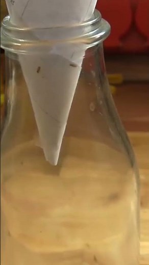 Fruchtfliegenfalle selber machen - Rezept - Natürlich Lecker #shorts