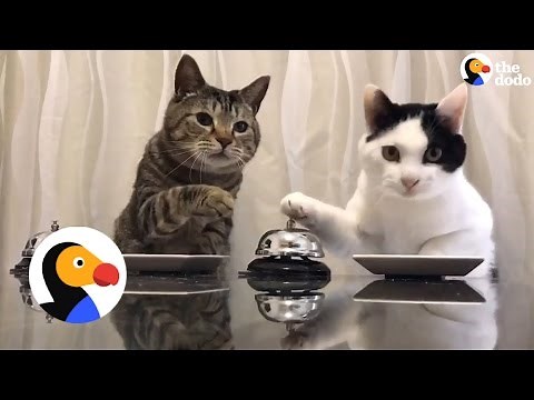 Cats Ring Bells For Treats | The Dodo