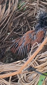 69K views · 584 reactions | Nature Bird Life, review mother bird, baby birds, little birds, bird nest life #birdlovers #babybird #relax #holidays #birdsofinstagram #birdsounds #littlebird #bird #birdlife #nature #babybird #naturelover #birdwatching #motherbird #wildlife #viralvideo #reviewbirdnest #birdphotography #birdnest #lifewithbirds | Nature Bird Life | Facebook