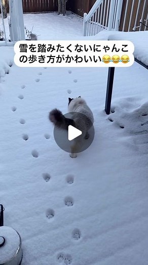 おもしろもふもふワールド|まとめ on Instagram: "考えてますね😂 #リール #ミーム #おもしろ動画 #おもしろ動物 #もふもふ #癒し動画 #いやしねこ #ねこ #ねこすたぐらむ #ねこのいる生活 #ねこのいる暮らし"