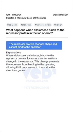 Lac Operon Allolactose Repressor Binding Explained