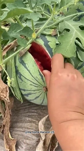 OMG! What is this😱 #fruit #satisfying #enjoyrurallife #farming#watermelon#summerdrink#summer#nature