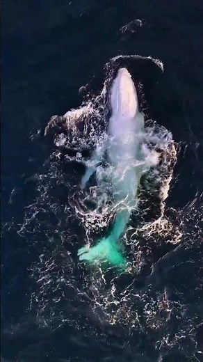 The Rarest Whale on Earth?! Albino Humpback Breach 🐋✨