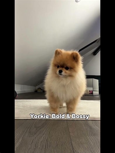 Yorkie vs Pomeranian 👀🐶 Which Is Better? #yorkie #pomeranian #tinydog