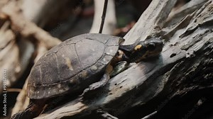 turtle on a tree, turtle on the stone