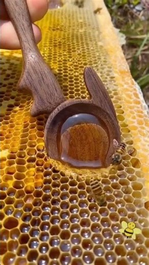 Most Satisfying Honey Comb #ASMR Video | Daily Satisfaction Video | Satisfied TV