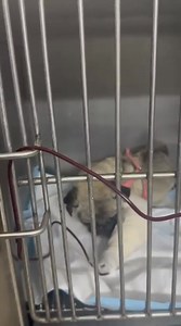 85K views · 4.1K reactions | GAMORA ❤️‍啕 Sweet little girl almost...