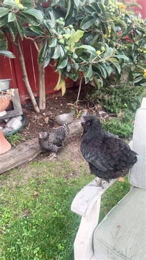 The black hen Ruby likes jumping around 😃#chicken #backyardlife