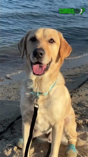 Things you didn't know about Labradors