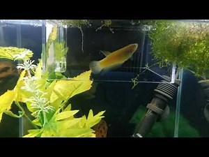 Glo Betta under different color lights