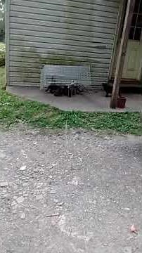 Drop trapping 8 sick feral kittens