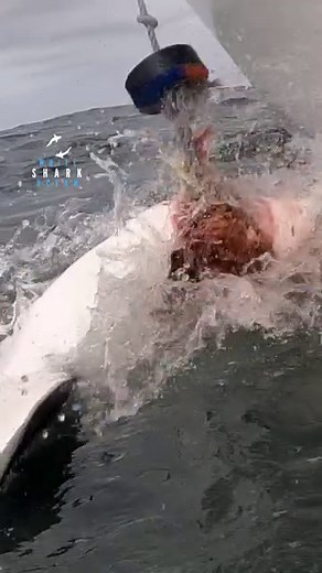 Great White Steals The Bait And Swims Away Upside Down #greatwhite #greatwhiteshark #shark GoPro | White Shark Ocean