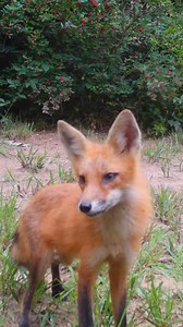 Little fox pup barks become teenager fox pup barks in just three months 🦊 📸 trail camera footage from April to July #foxes #cute #wildlife #nature #family | Red Fox Tales