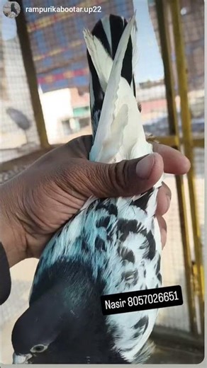 old bloodline Rampuri Cinna kabootar