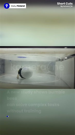 Bumble bees can solve complex tasks without training, new study finds