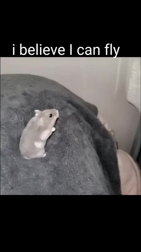 Funny Flying Hamster Meme Compilation