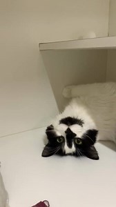 🖤🐾ADOPT JACKSON🐾🖤 Hello! My name is Jackson & I am 3 years old. I am a floofy, funny boy who will need to go to an indoor only home with no doggies or small kiddos as they stress me out. I’d suit a quiet home where I can be given lots of time to settle and show you how funny my personality is. You’ll see! Meet me today at Cat Haven! | Cat Haven WA