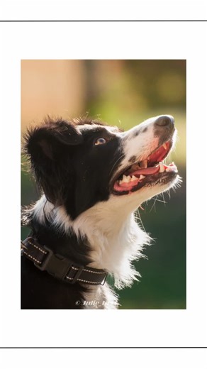 Ju’📸 - portrait animalier on Instagram: "🎥 Et toi que penses tu de la retouche photo?🫣 On sous estime souvent l’importance d’une bonne retouche en photographie mais en fonction du lieu de la photo, de la luminosité ambiante ou même de ton sujet, il est important d’avoir de bonnes bases pour pouvoir avoir un rendu optimal! On peut y rajouter à cela le style de chaque photographe. En effet un photographe peut se différencier d’un autre grâce à son style de retouche reconnaissable ! Si tu aimes 