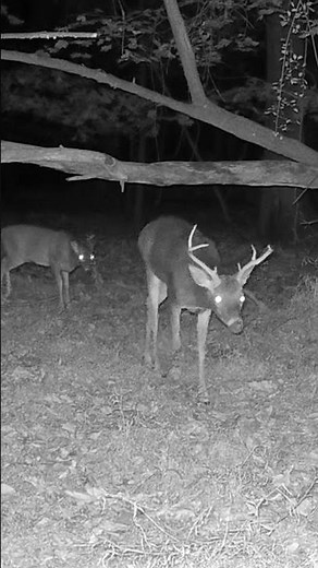 A Buck Grunts Twice (4K) 🦌🦌‼️#bucks, #hunting, #rut, #grunt