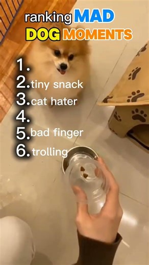 🔥 Top 10 Angriest Dogs Ever! 🐶😡 Who’s the Mad Dog Champion? #AngryDogs #Top10 #CrazyPets