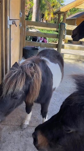 Boo is loving the salt lick. | The study of the equine hoof