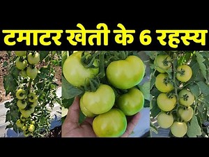 मालामाल टमाटर🍅🍅Tomato Farming Techniques - Fertilizers for Shape, Size, Profit | Indian Farmer