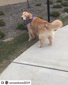 🐶 MSK Caring Canine, Uno, is so excited to see our patients he just couldn't wait for his mom to walk him in. 💗 | Memorial Sloan Kettering Cancer Center