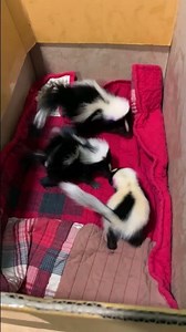 Baby Skunks Playing