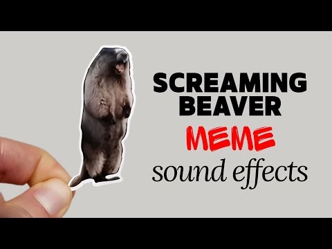 Screaming Beaver Meme Sound Effects
