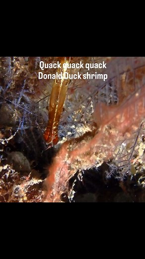 The Donald Duck shrimp (Leander plumosus) is a small marine shrimp, also known as the longnose rock shrimp. It gets its common name from its distinctively elongated, beak-shaped rostrum (snout-like projection). Olympus TG6 with orcatorch d710 lights #scubadiving #underwatervideo #underwater #marinelife #itsmorefuninthephilippines #olympustg6 #oceanlife #underwateradventure #underwaterworld #zamboanguitadiving | ScubaDad