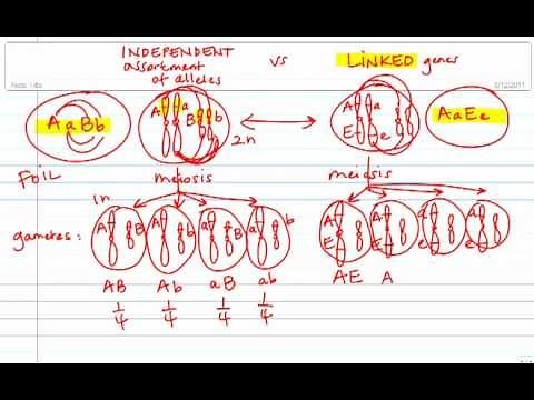 Gamete Formation: Independent Assortment vs. Linked Genes