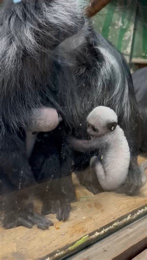 Major cuteness alert as three endangered king colobus monkeys born at Blackpool Zoo | Blackpool Gazette