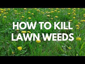 How to Kill Lawn Weeds - Image All In One Weed Killer