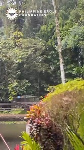 World Animal Day & International Zookeeper Day celebration at the Philippine Eagle Center! 🦅🐰🐦 Kids had a blast despite the rain with nature walks, animal encounters, and learning about our amazing wildlife. 🌎🎉 Did you miss our Open Classroom Project? Don't worry! We'll be hosting more exciting events at the Philippine Eagle Center soon. Follow us for updates! #OpenClassroomProject #StepIntoNature #ConnectWithLife #SavePhEagle | Philippine Eagle Foundation