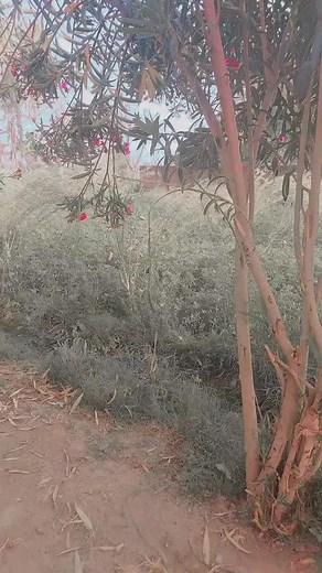 ༄ᶦᶰᵈ᭄✿Cute Princesses ࿐ঔৣ꧂ (@sobiya9373)’s videos with original sound - ༄ᶦᶰᵈ᭄✿Cute Princesses ࿐ঔৣ꧂