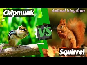 "Squirrel vs. Chipmunk: What’s the Difference? | Wildlife Documentary"