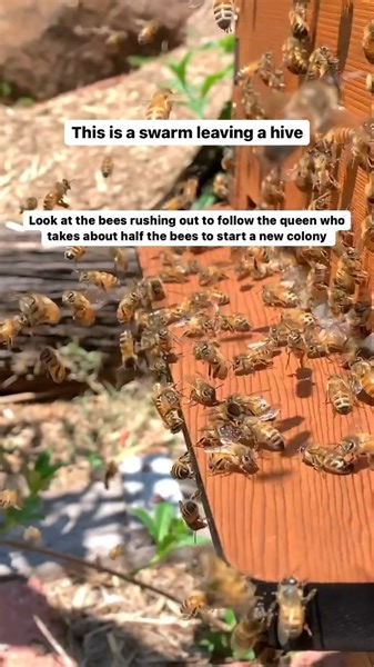 172K views · 6.8K reactions | As a new-bee you can learn a lot by...