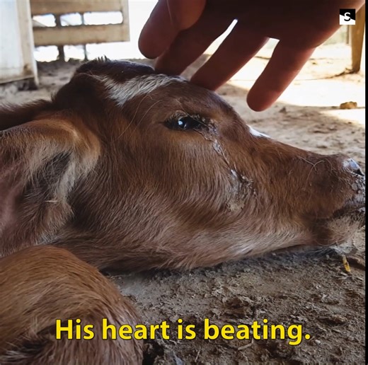 They all plead for mercy. 💔 Most of the footage you just saw would not have been possible if not for Sentient's non-profit dedicated work. Sentient is now developing a new technology that will help animal protection organizations expose animal cruelty in a new way. Help make their innovative project - Camera On Animal📸🐮, a reality by supporting their campaign: https://sentientworld.org/camera-on-animals-campaign | Kinder World