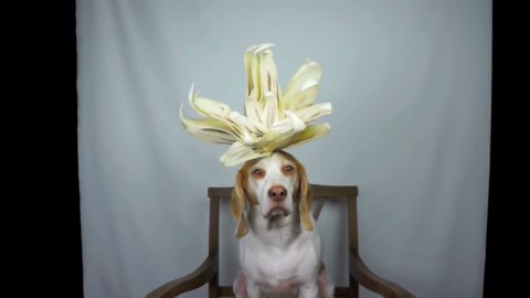 Maymo the Dog Balances 50+ Flowers and Plants on His Head