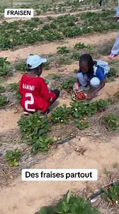 Des fraises partout dans le site de production. | FRAISEN