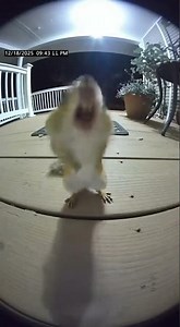 This Chipmunk Showed Up at 3AM Just to Say “I’m a Fanboy”