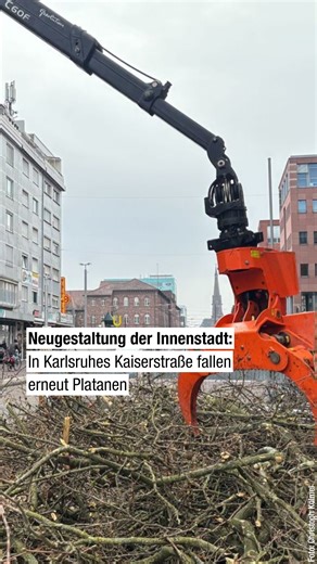 BNN - Badische Neueste Nachrichten on Instagram: "🌳🪓 In der Karlsruher Kaiserstraße fallen drei weitere Platanen den Bauarbeiten zur Neugestaltung der Innenstadt zum Opfer. Die Stadt bereitet das Baufeld für Tiefbauarbeiten vor, künftig sollen neue Baumarten, die als hitze- und trockenheitsverträglicher gelten, gepflanzt werden. Während die Stadt auf Erneuerung und ein anderes Grünkonzept setzt, kritisieren Initiativen wie „Karlsruher Platanen bleiben“ den Verlust der alten Bäume und sorgen si