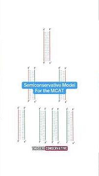 Semiconservative Model of DNA Replication for the MCAT