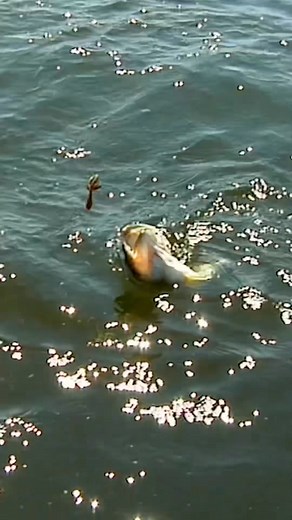 Rich Zaleski explains how he fishes a drop-shot rig for largemouth and smallmouth bass.. Toss your drop shot rig near underwater vegetation or rocks. Once it hits bottom, give your rod a few light shakes to make the bait dance while keeping the weight still—this usually gets the bass curious enough to bite. #bassfishing #dropshot #bassfishingtips #fishingtips #bigbitebaits #lunkerville | Lunkerville