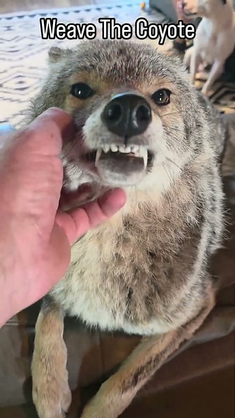 Attitude! 🐺 #weavethecoyote ##coyote #cute #animals #animal #nature #wildlife #friends #love #life