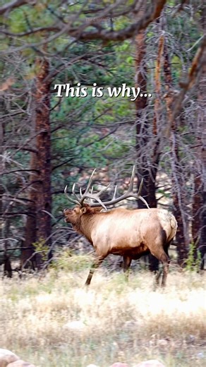 Dominant Bull Elk CHARGES Rival During Rut (Insane Bugle)