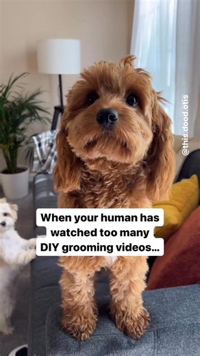1.5M views · 11K reactions | Thanks to all the DIY grooming YouTubers  | this.dood.otis | Facebook
