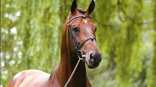 ‘For ever a special place in our hearts’: legendary stallion put down aged 28