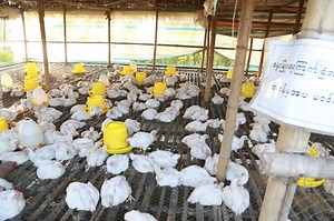 Fears after bird flu outbreak in Monywa